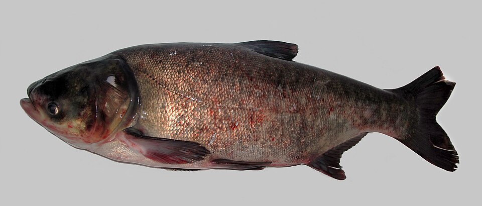 Padurea de langa Novac