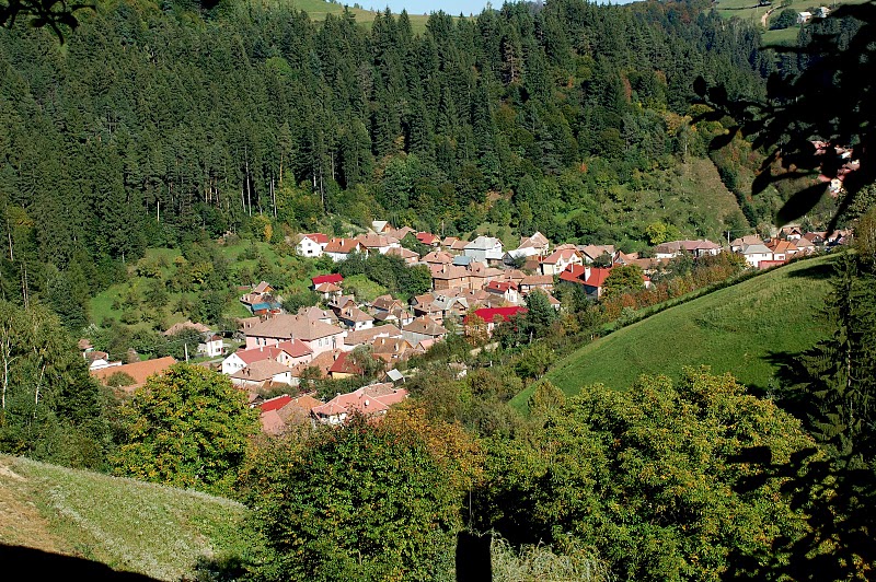 Padurea de langa Poiana Mărului