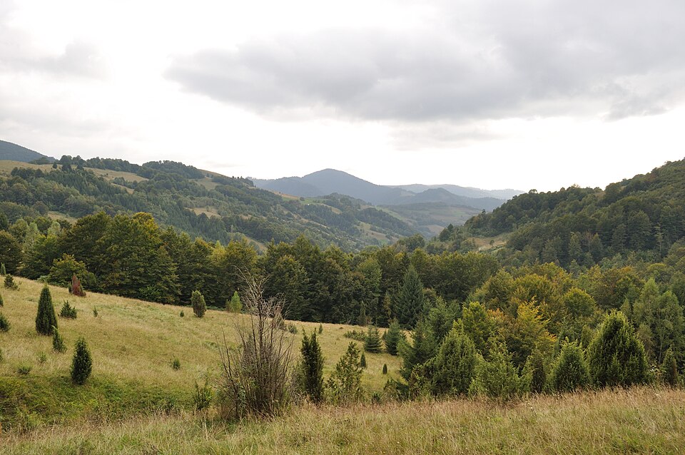 Padurea de langa Poieni (Bucium), Poieni (Bucium)