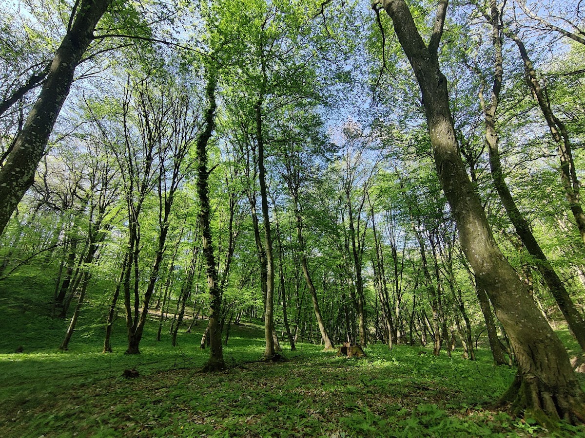 Pădurea Hoia-Baciu, Baciu
