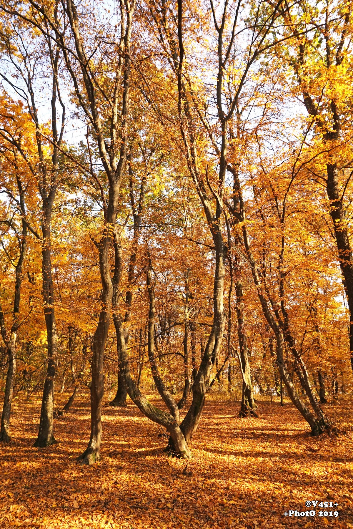 Pădurea Hoia-Baciu - foto 2