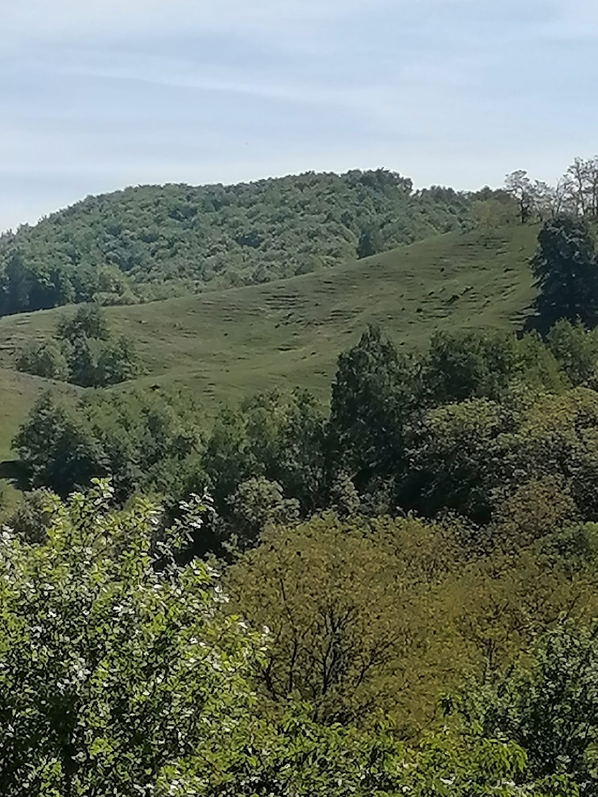 Pădurea Hoia-Baciu - foto 4