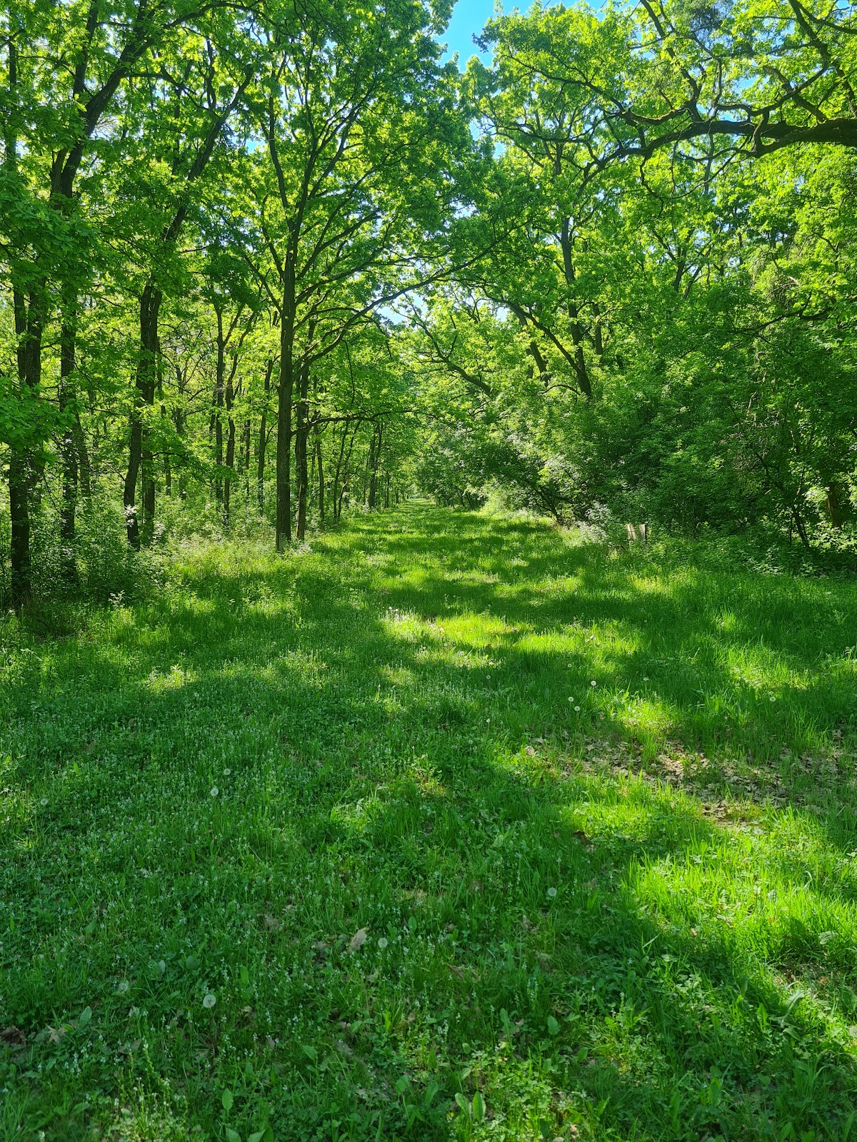Forêt Lighed - foto 5