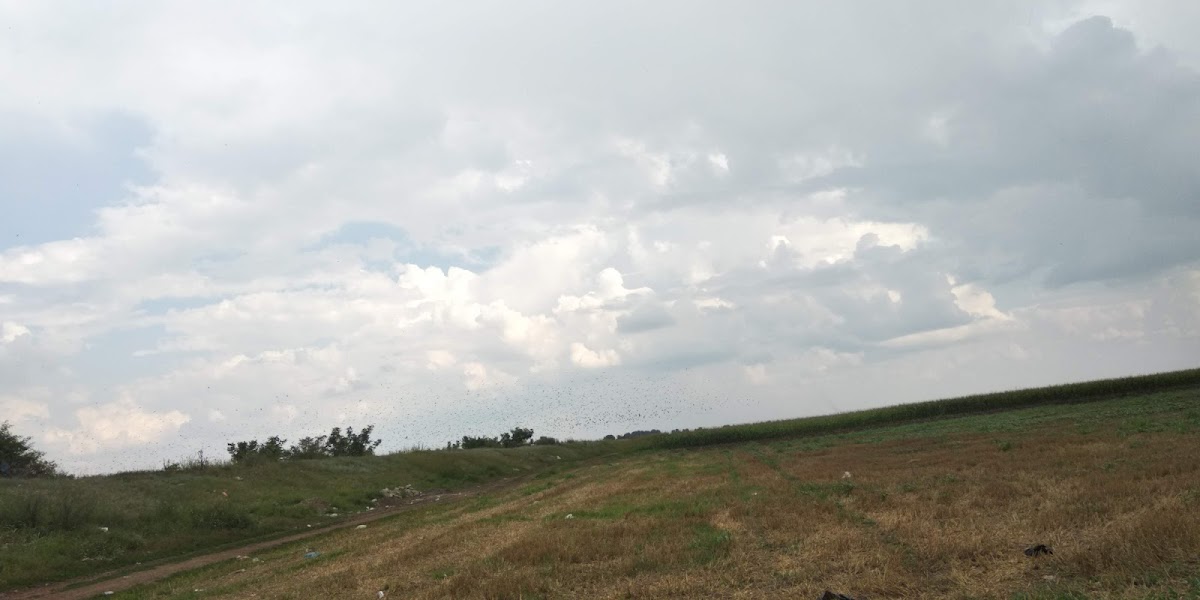 Pădurea Moara Vlăsiei - foto 4