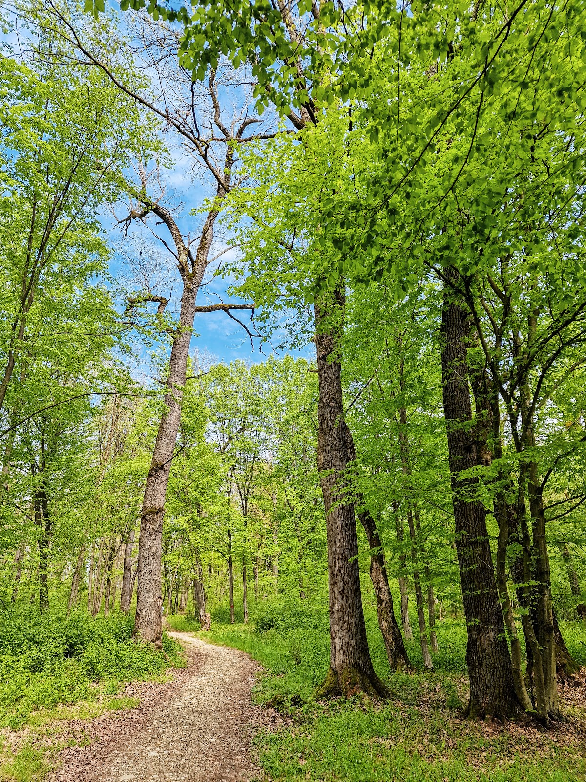 Pădurea Parc Șopa - Șelimbăr - foto 1