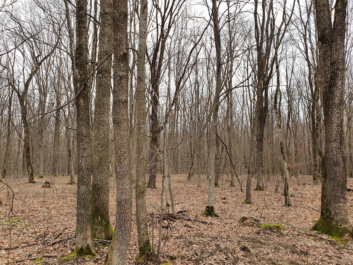 Pădurea Parc Șopa - Șelimbăr - foto 3