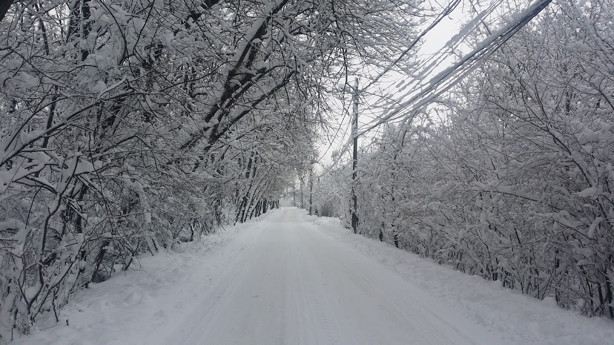 Bosque Petrești