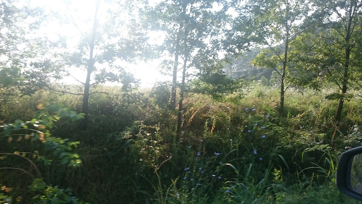 Pădurea Petrești - foto 2