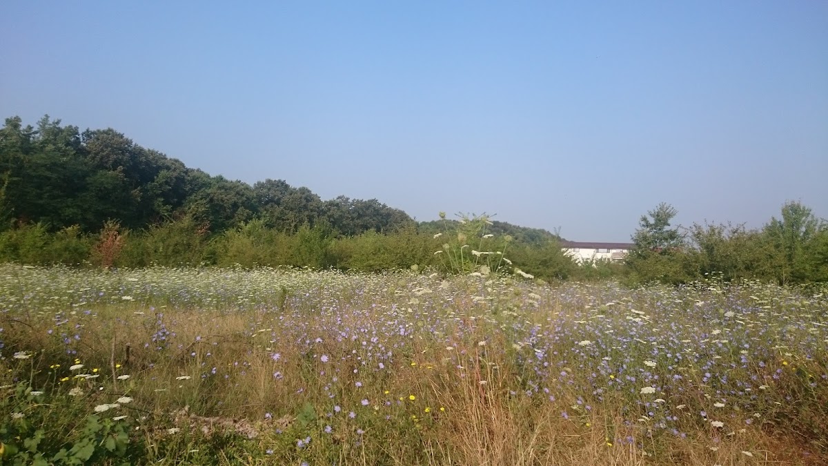 Pădurea Petrești - foto 5