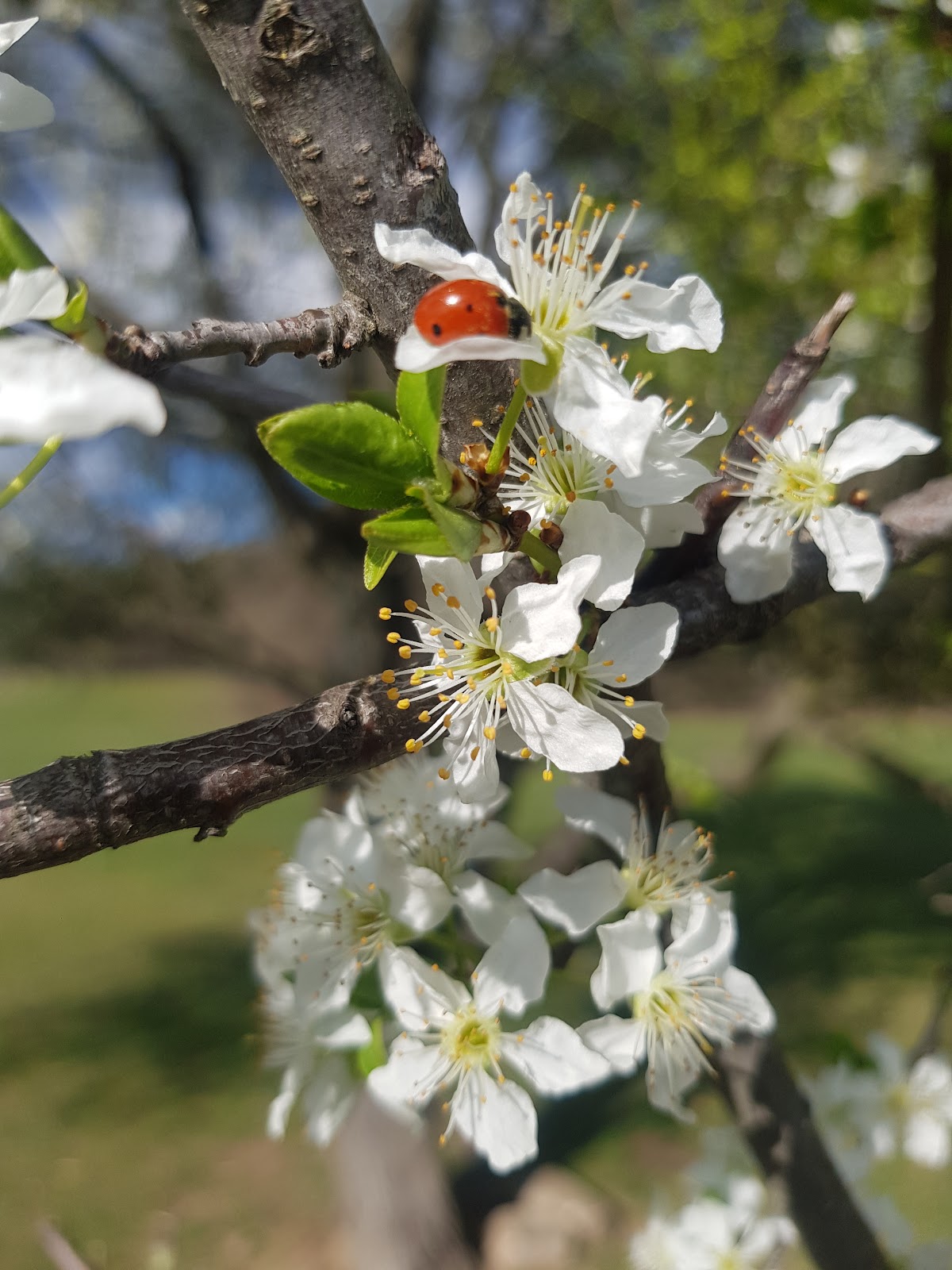 Plopeni Erdő - foto 2