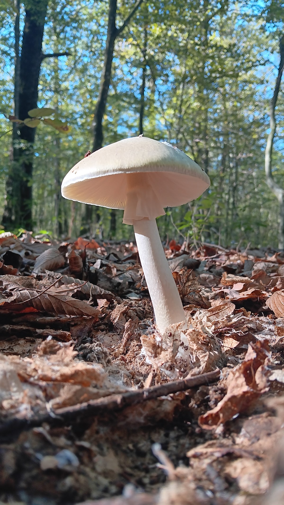 Plopeni Erdő - foto 4