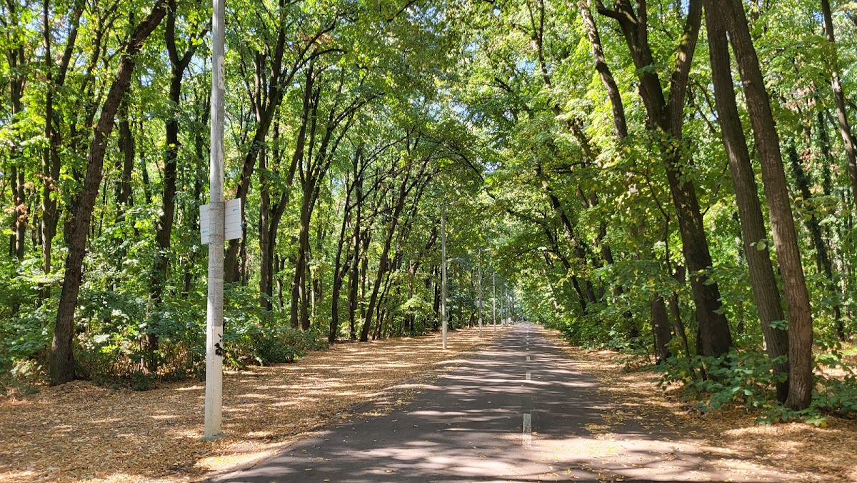 Pădurea Pustnicu - foto 1