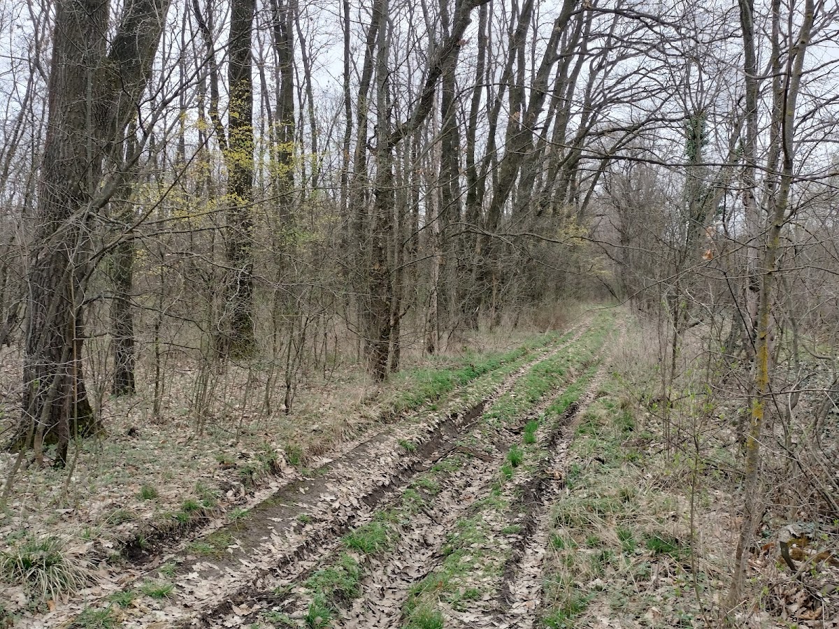 Pădurea Pustnicu - foto 2