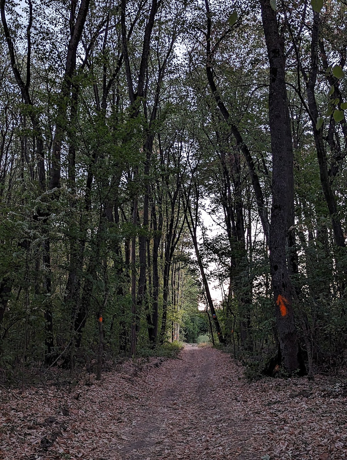 Pădurea Pustnicu - foto 3