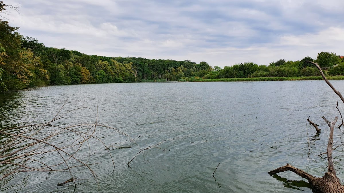 Pădurea Pustnicu - foto 5