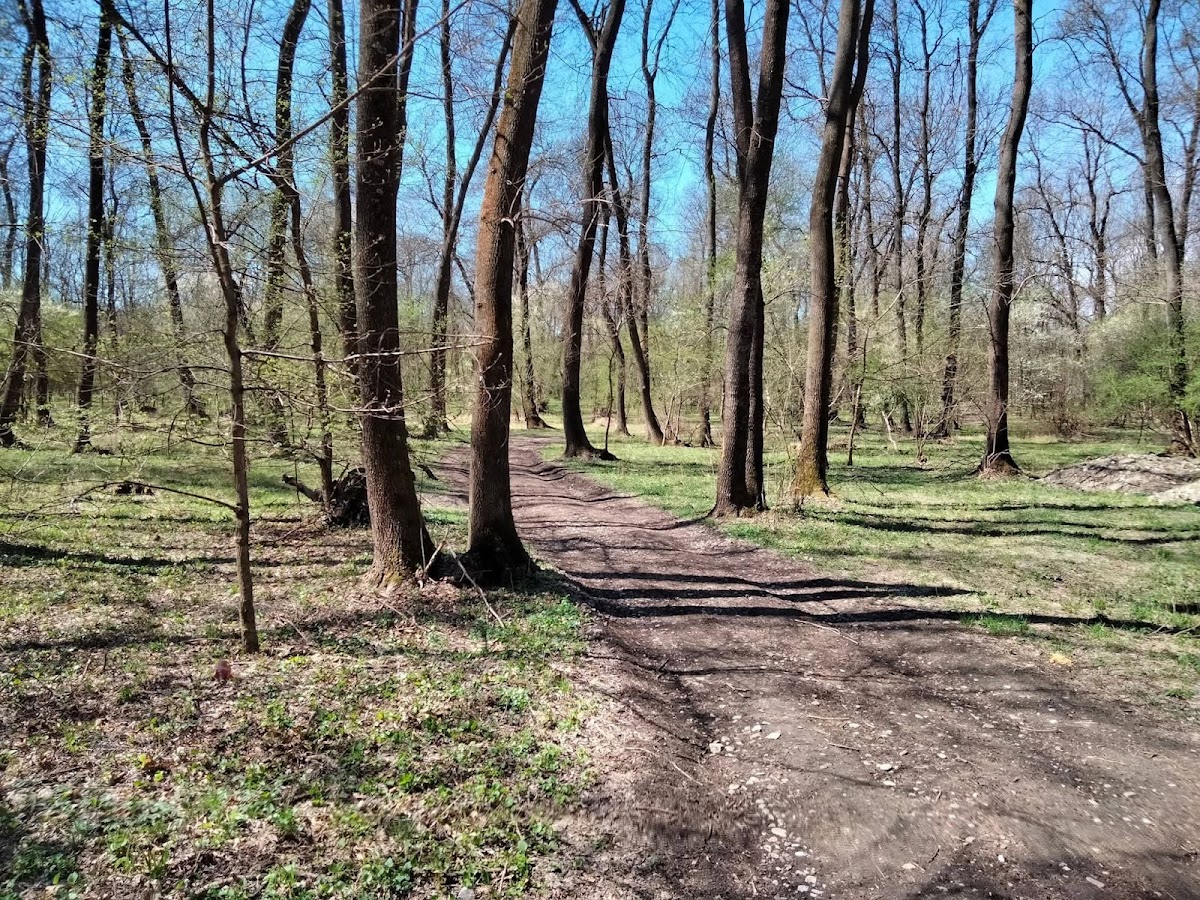 Foresta Spătaru