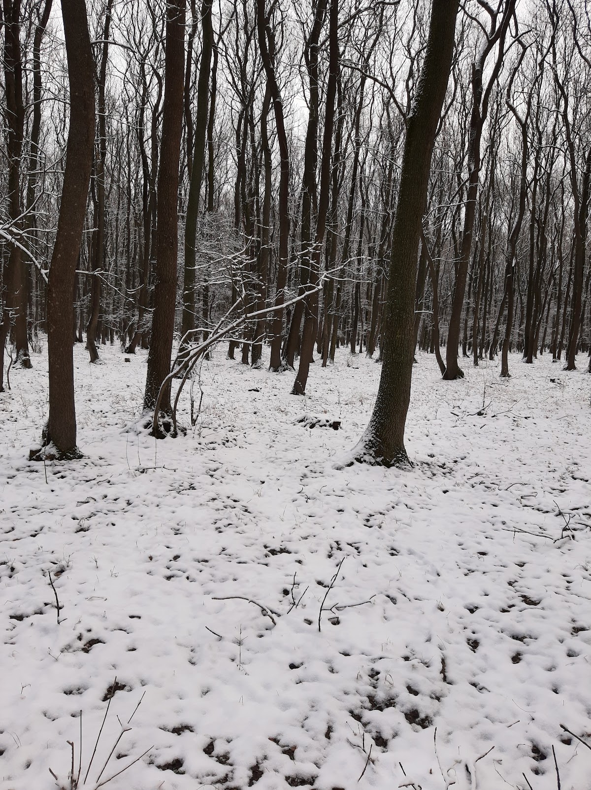 Foresta Spătaru - foto 2
