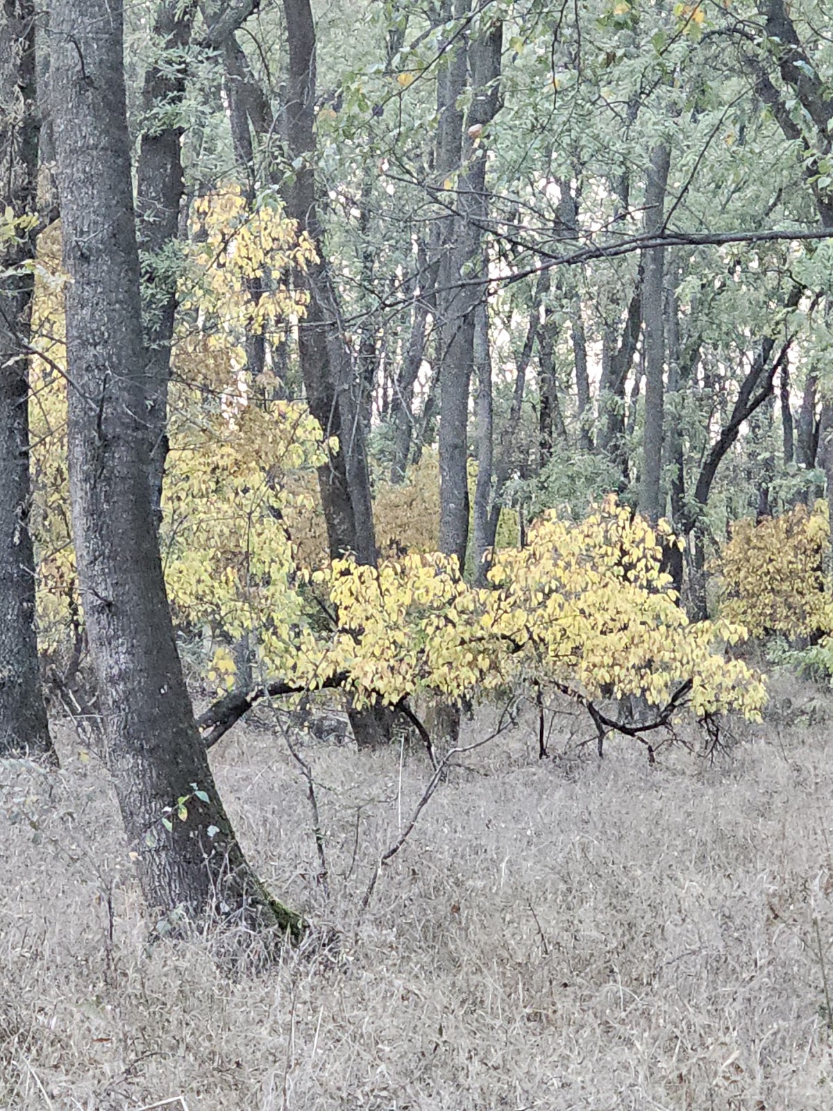 Foresta Spătaru - foto 3