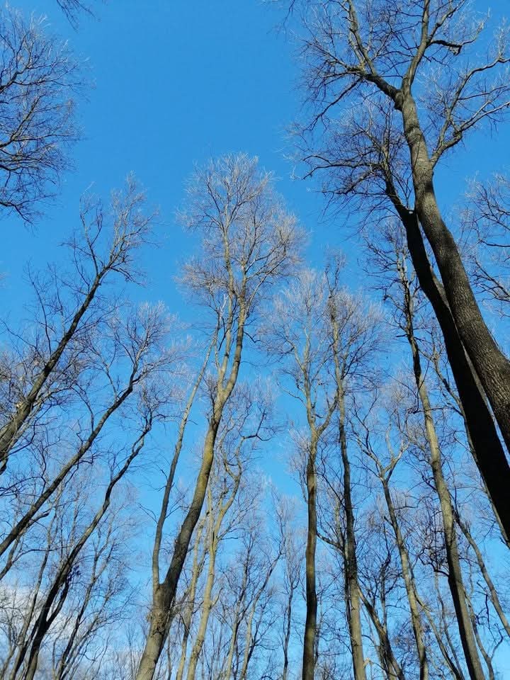 Foresta Spătaru - foto 4