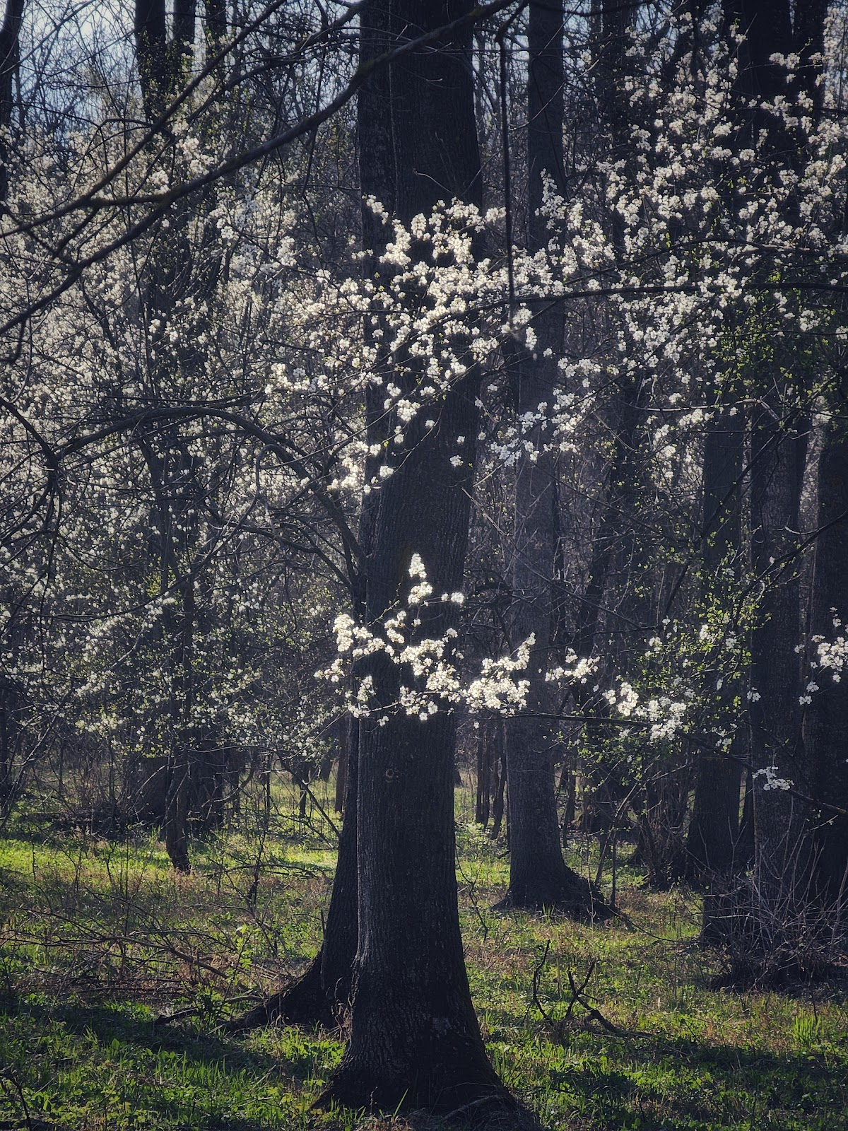 Foresta Spătaru - foto 5