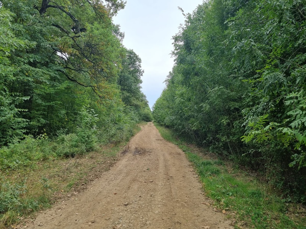 Surlari Forest - foto 2