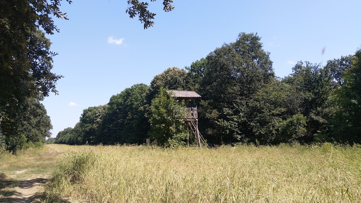 Surlari Forest - foto 5