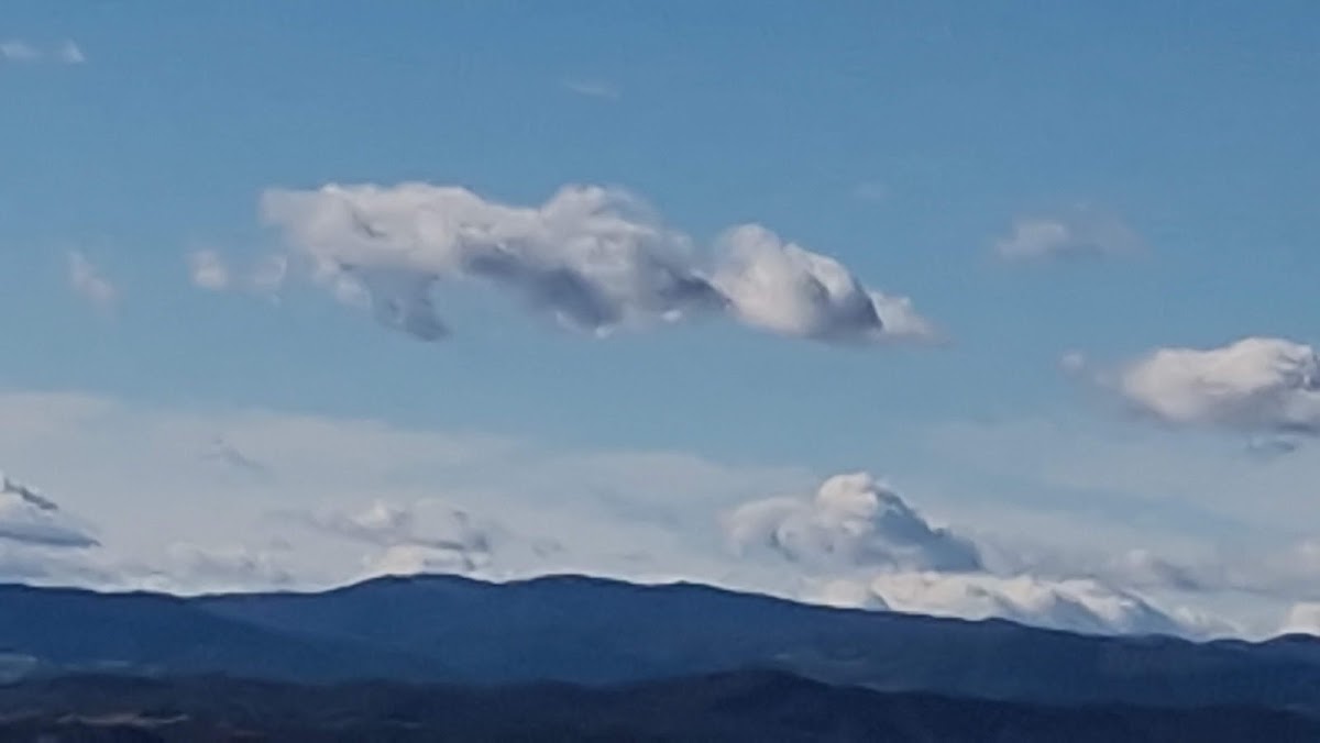 Pădurea Tătăruşi - foto 3