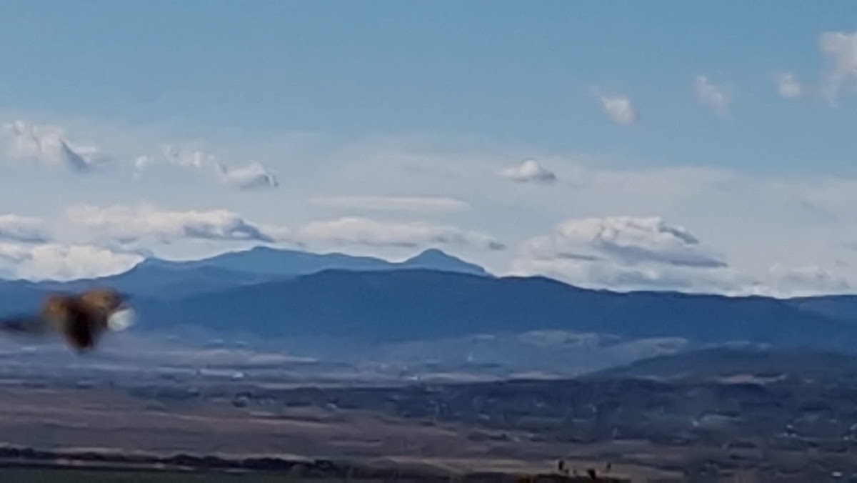 Pădurea Tătăruşi - foto 4