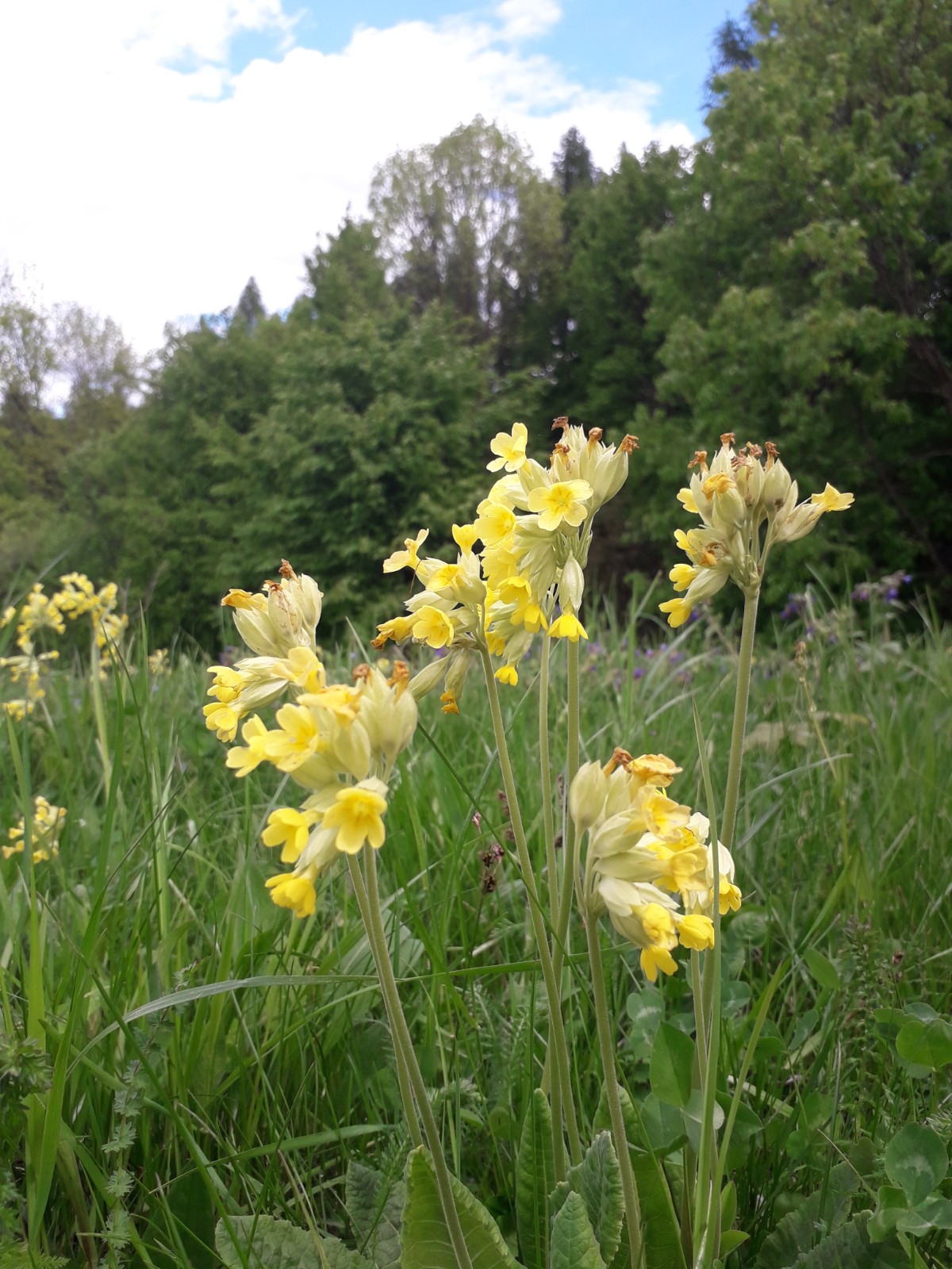 Pădurea Tudora - foto 3