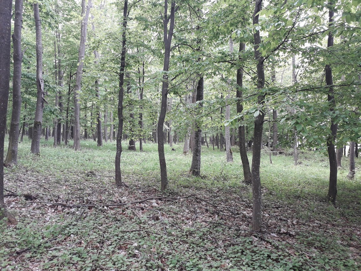 Pădurea Tudora - foto 4