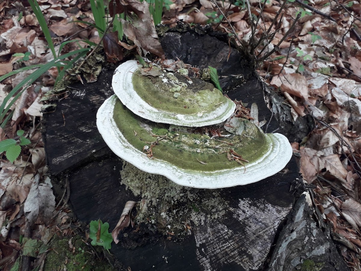 Pădurea Tudora - foto 5