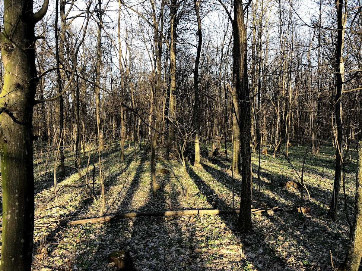 Bosque de Tunari - foto 2