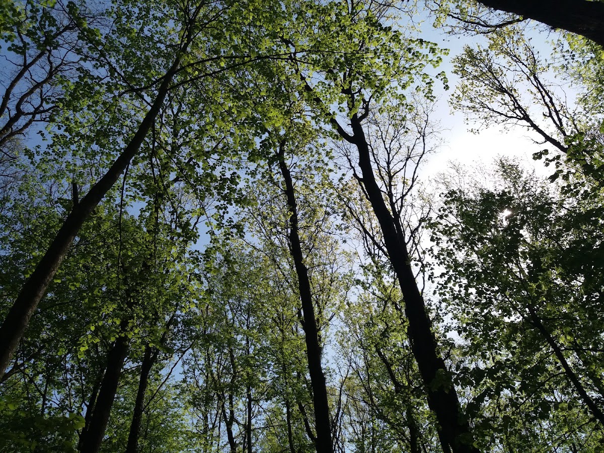 Bosque de Tunari - foto 4