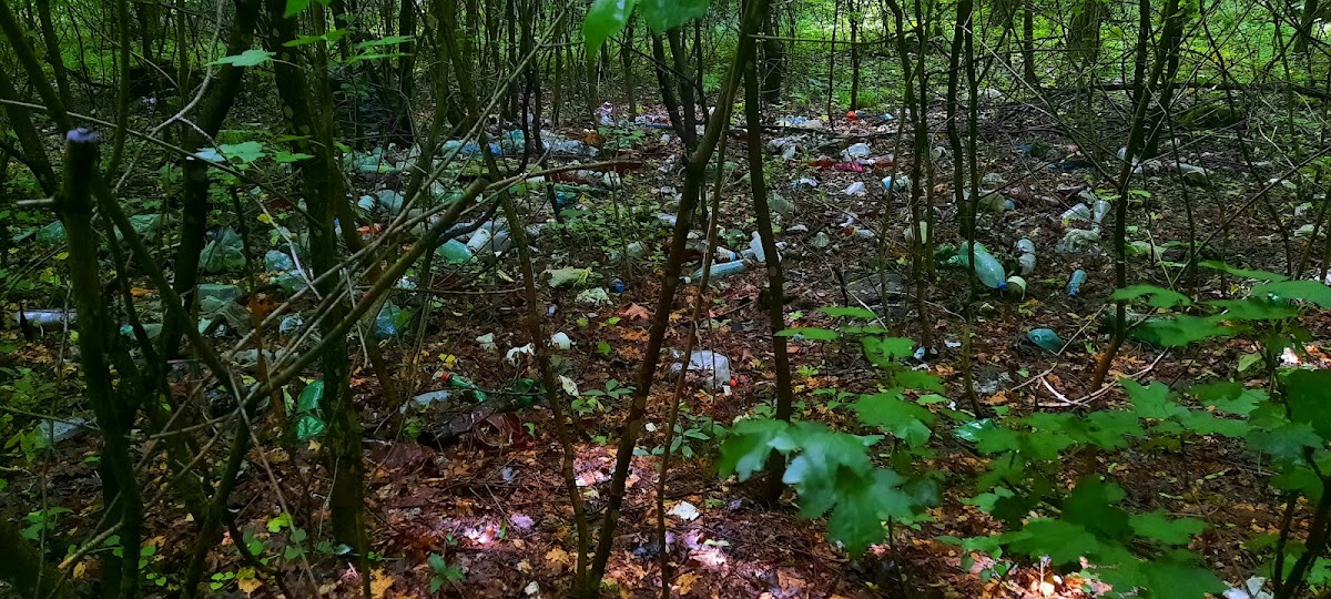 Bosque de Tunari - foto 5