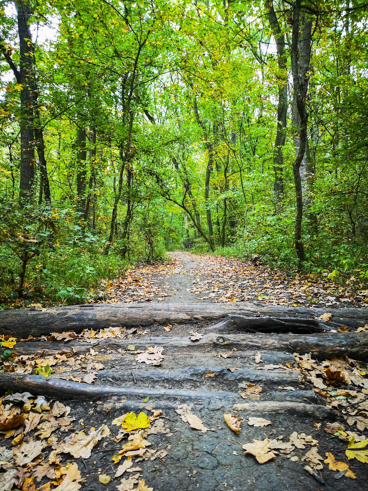 绿色森林 - foto 1