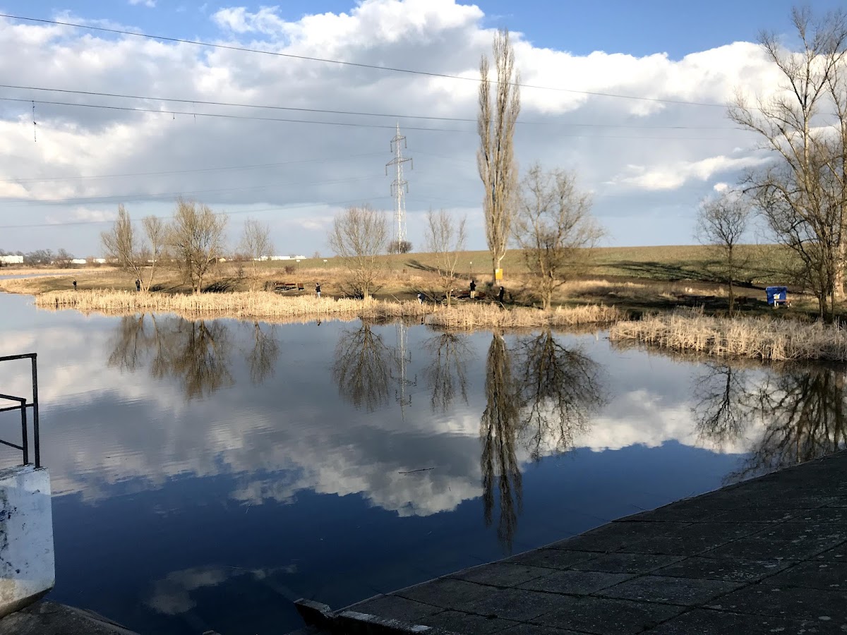 绿色森林 - foto 3