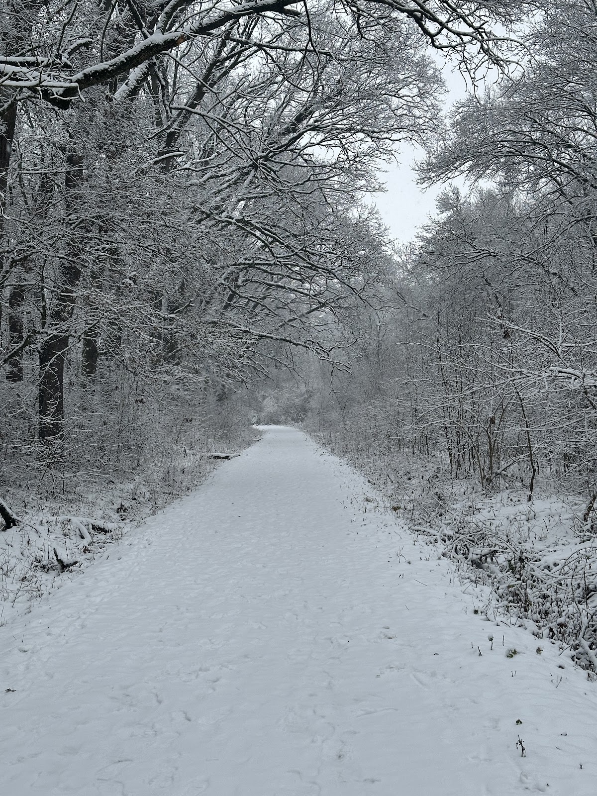 绿色森林 - foto 4