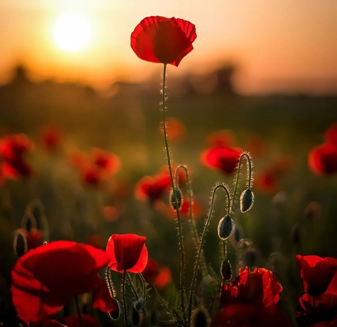 绿色森林 - foto 5