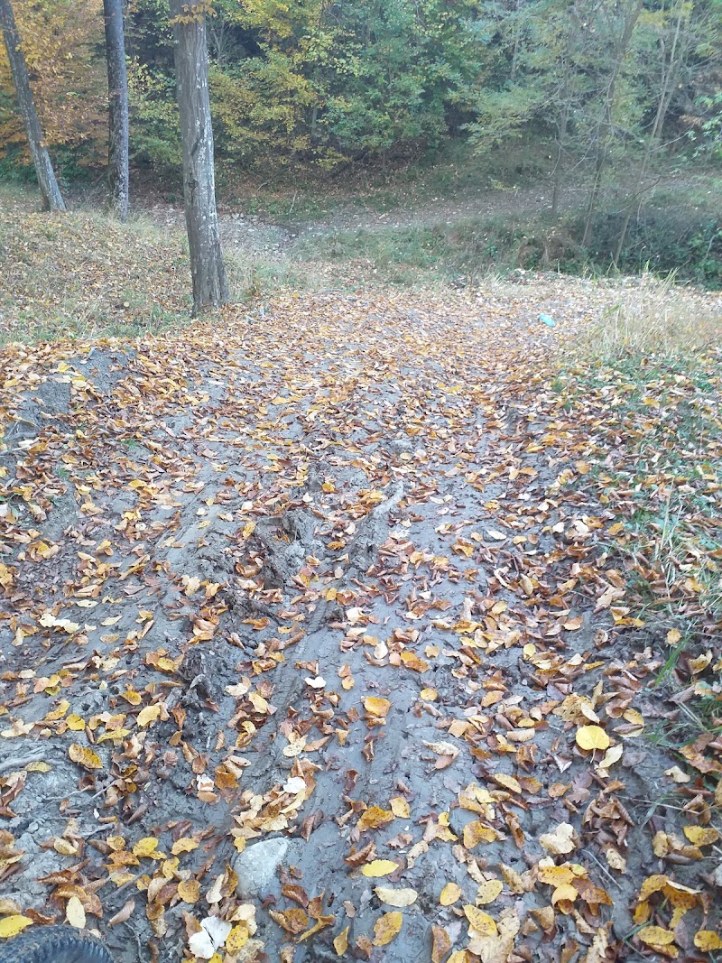 Pădurea Voila, Câmpina