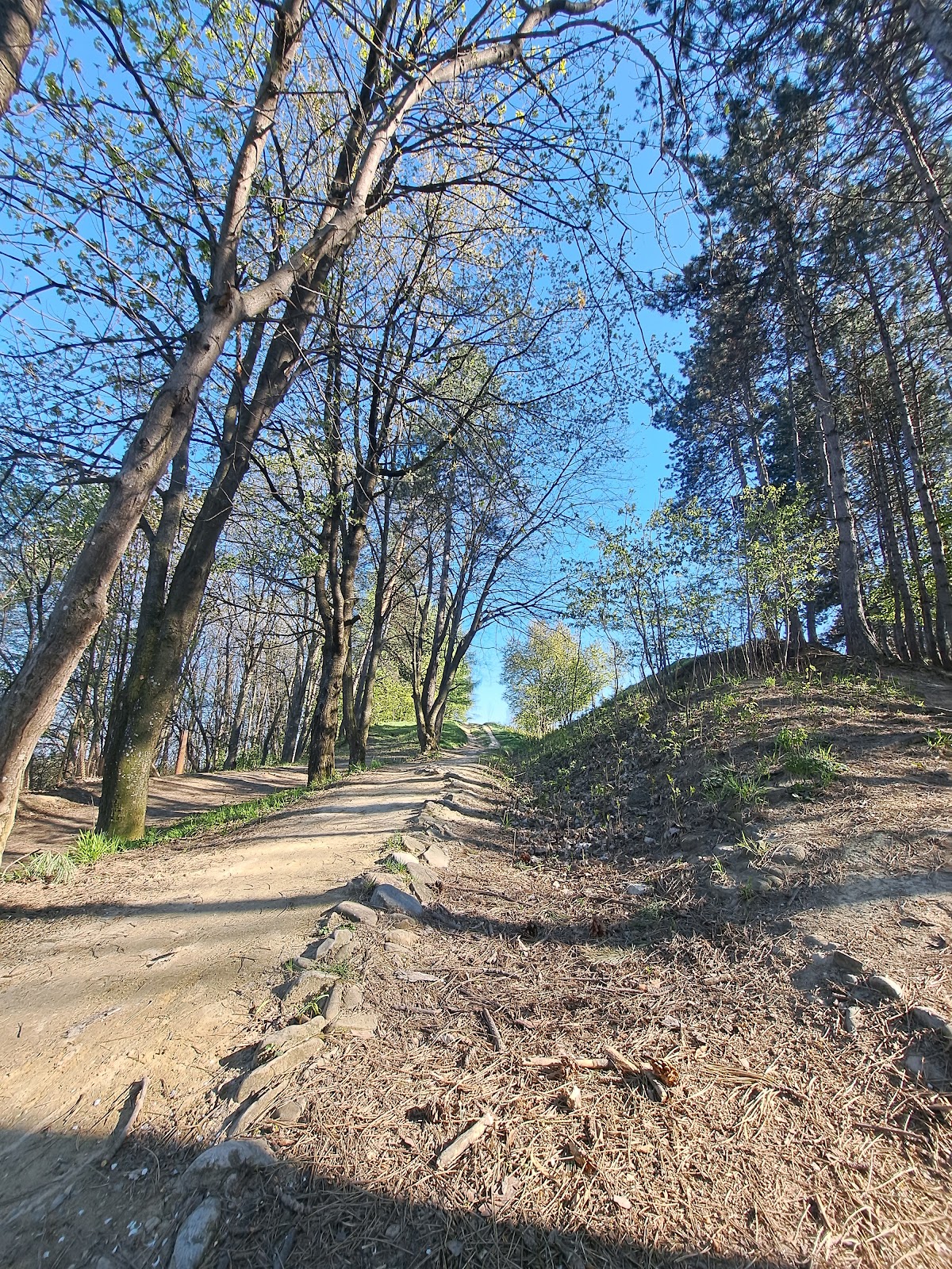 Forêt Zamca - foto 4