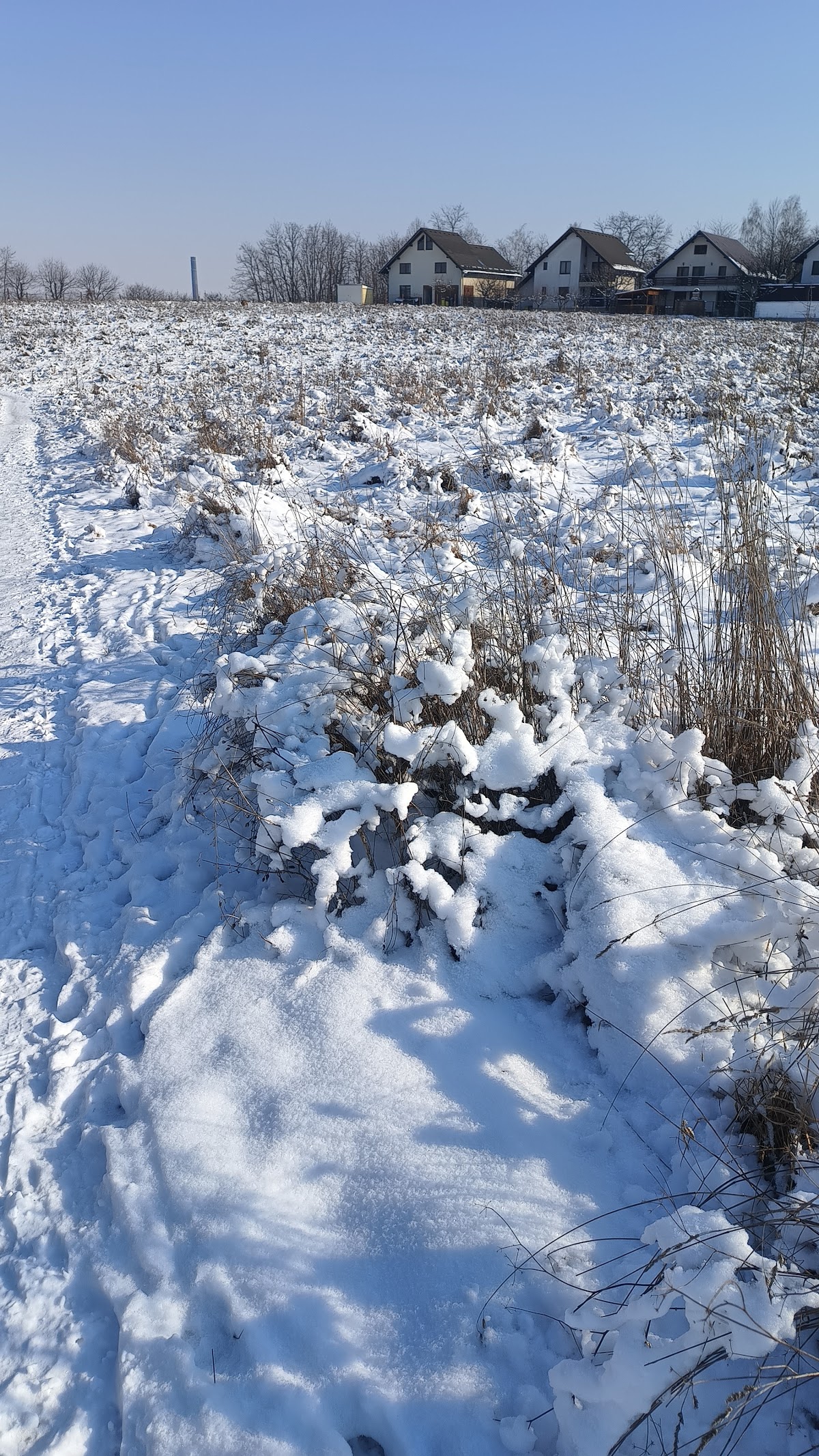 Forêt Zamca - foto 5