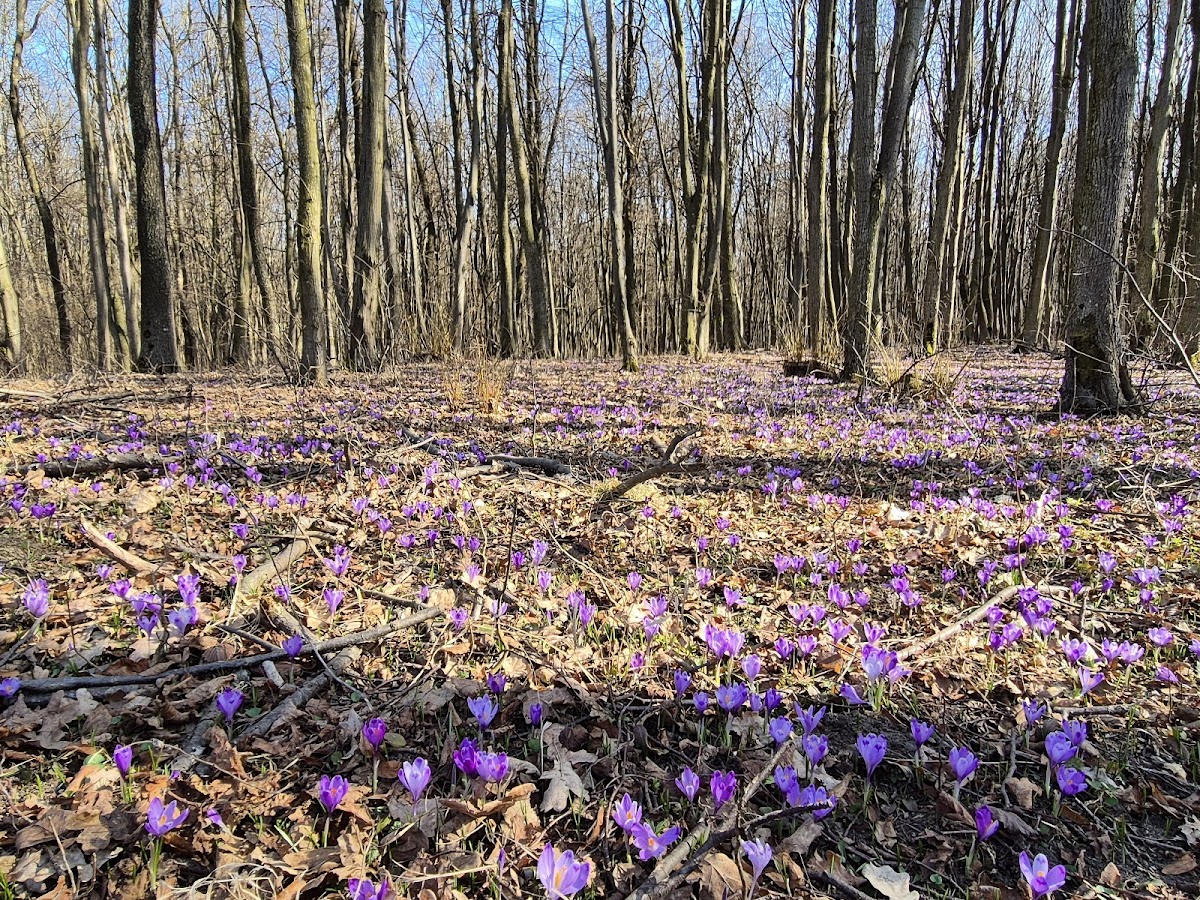 Zamostea Forest - Floodplain - foto 2