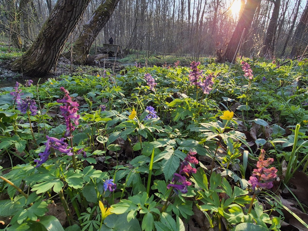 Zamostea Forest - Floodplain - foto 4