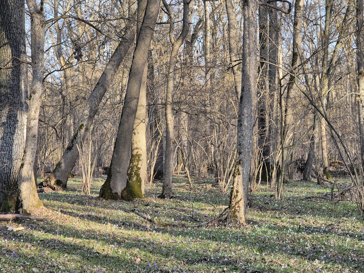 Zamostea Forest - Floodplain - foto 5