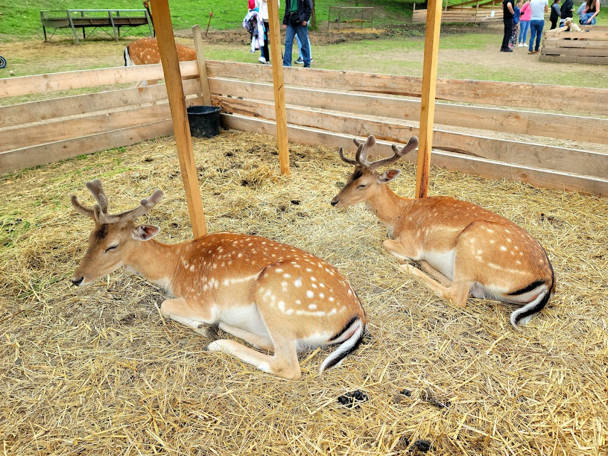 Parc de animale domestice şi sălbatice pentru copii