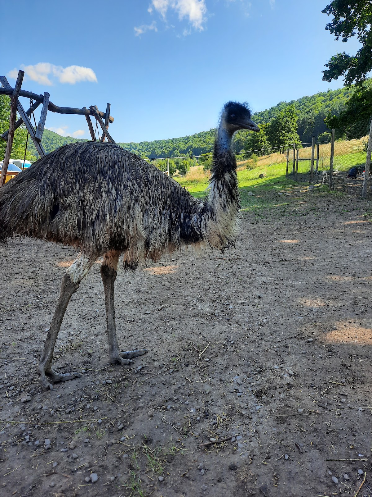Parco di animali domestici e selvatici per bambini - foto 2