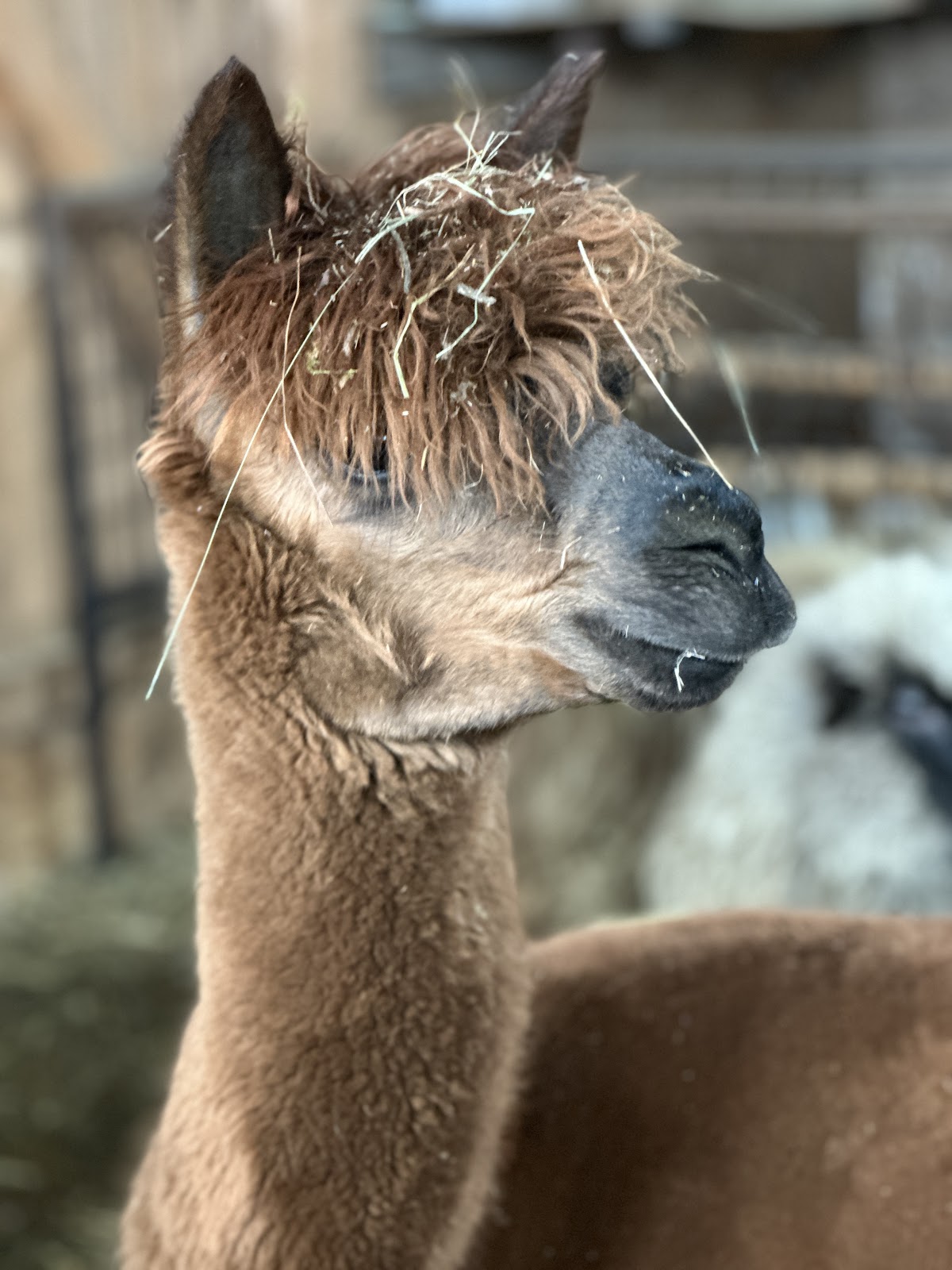 Parco di animali domestici e selvatici per bambini - foto 3
