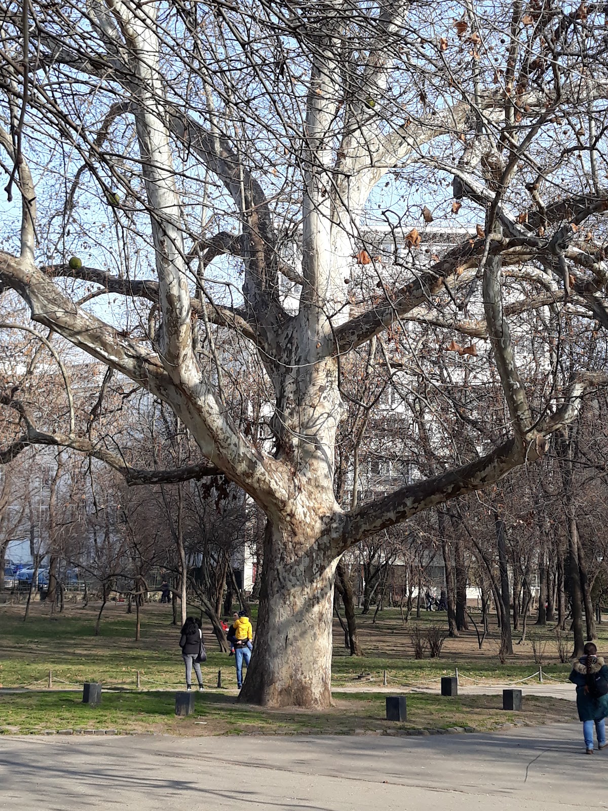 Parc Moara Vlăsiei - foto 2