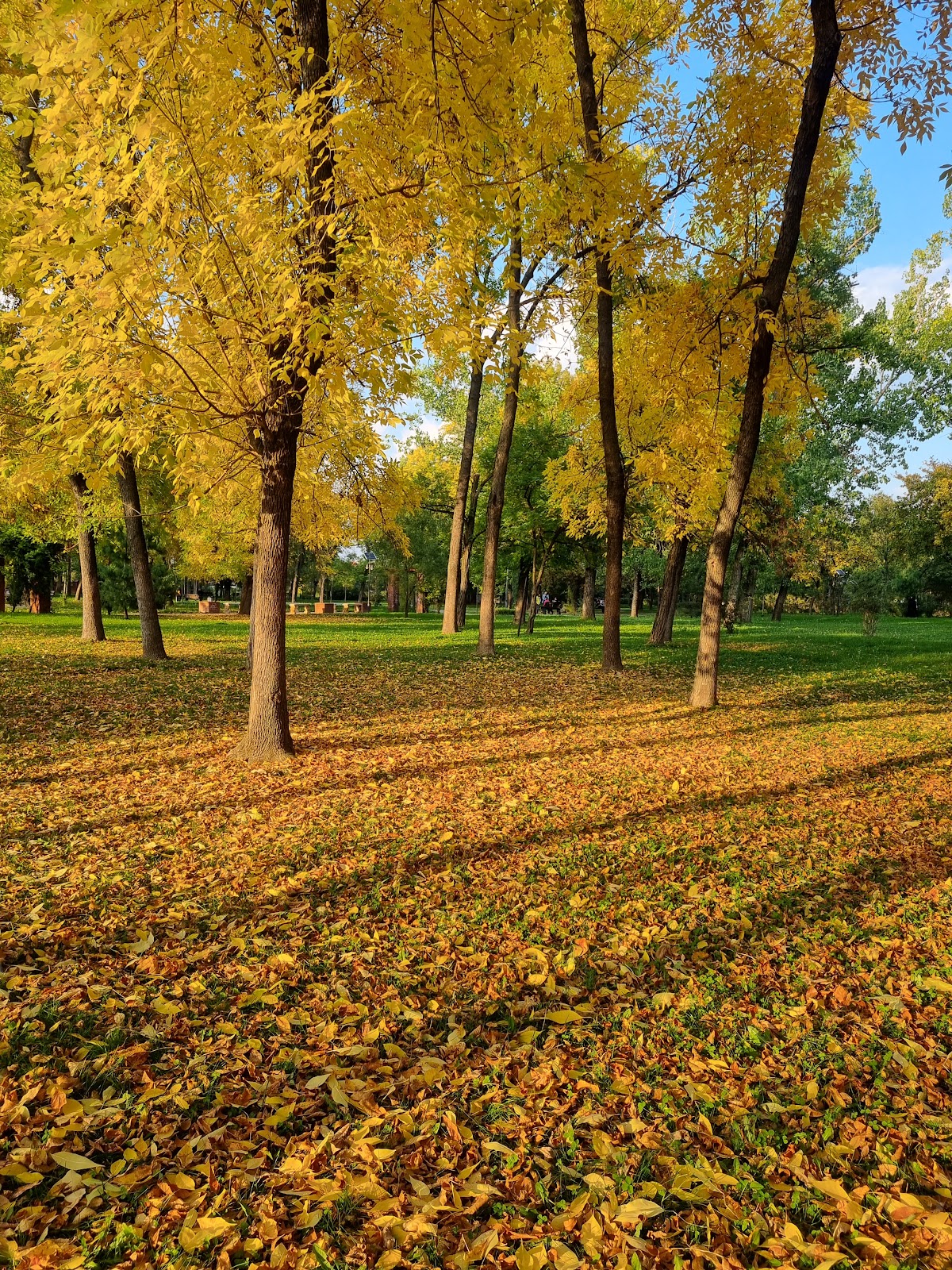 Parc Pădurice - foto 5