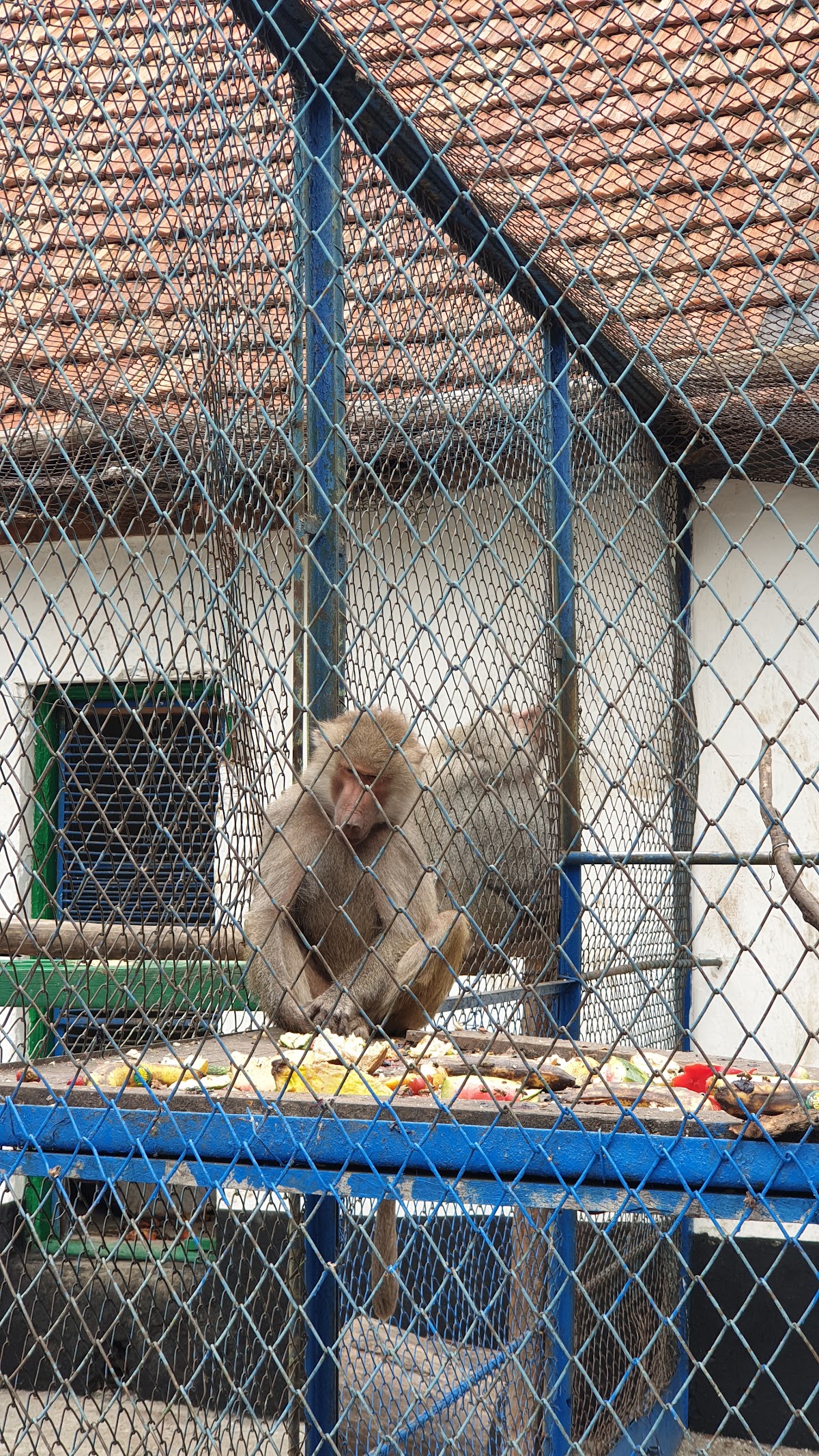 Parc Zoologic Rădăuți - foto 2